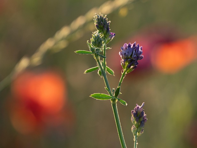 alfalfa herb
