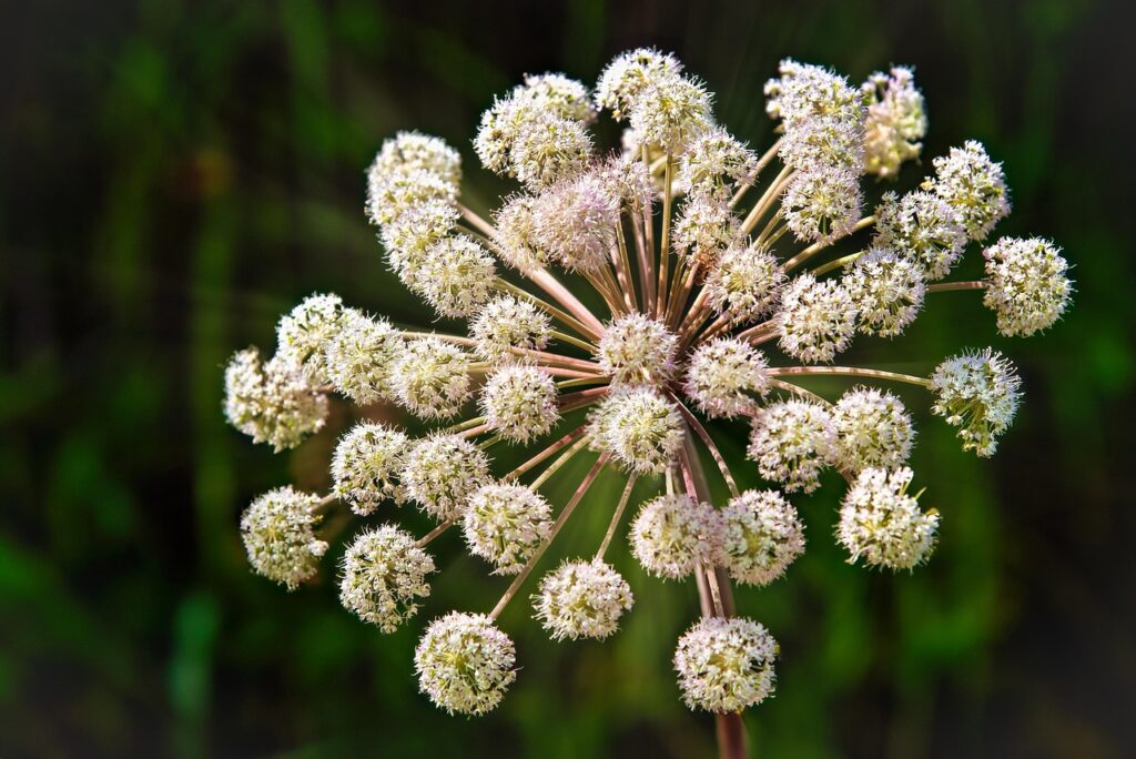 angelica