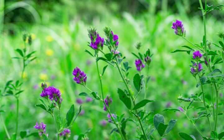 Purple wildflowers blooming in a green meadow.